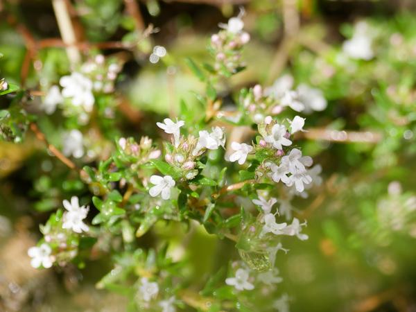 <h3><a href="/trips/ebro/biota/plantae/tracheophyta/magnoliopsida/lamiales/lamiaceae/thymus zygis/thymus zygis-nl.html">Thymus&nbsp;zygis</a> / Sauce&nbsp;thyme / </h3>OM-1 Mark II met OLYMPUS M.300mm F4.0, 1/2000 sec  bij F4.0, ISO 800, afstand 2.65&nbsp;m